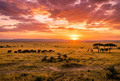 African Safari HD