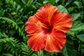 Exotic Tropical Flower
